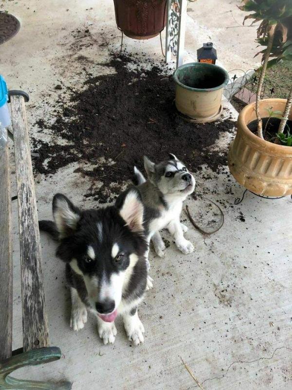 ������ ��������