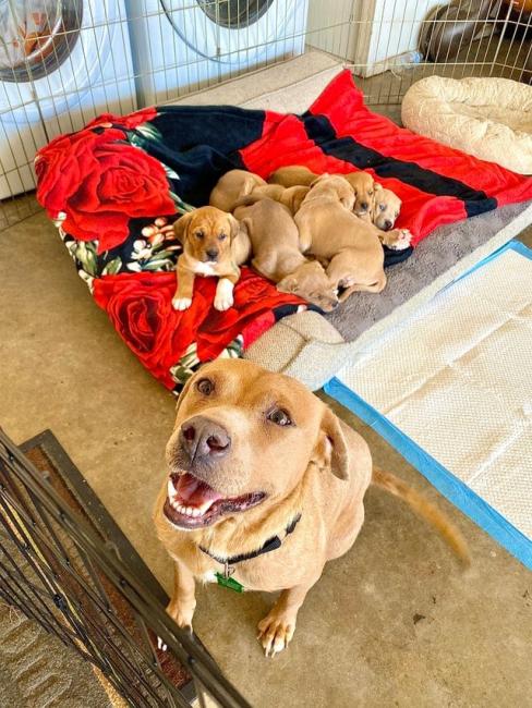 ������ ��������