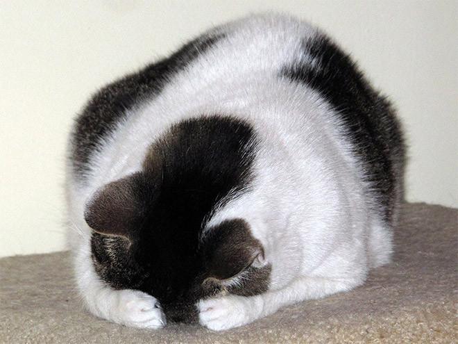 ������ ��������