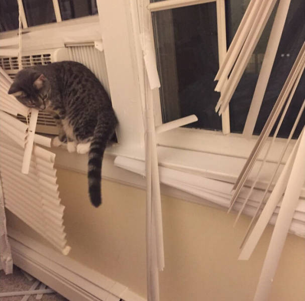 ������ ��������