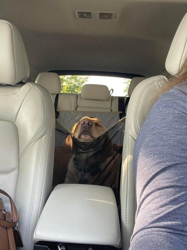 ������ ��������