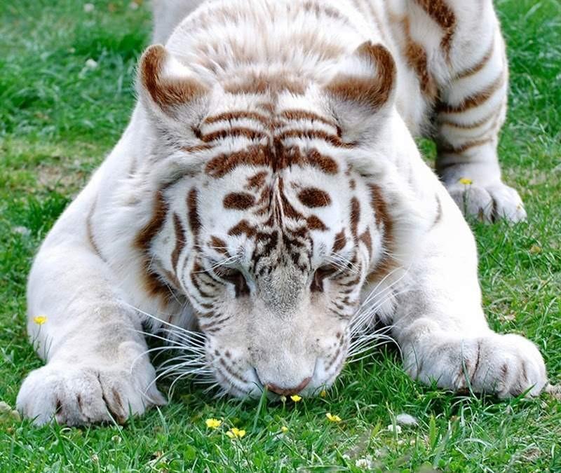 ������ ��������