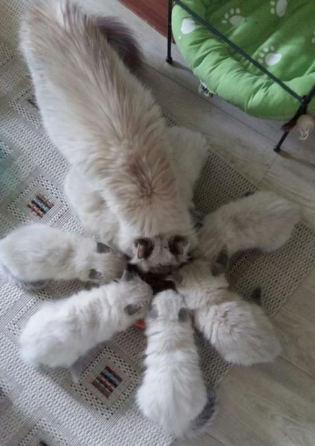 ������ ��������