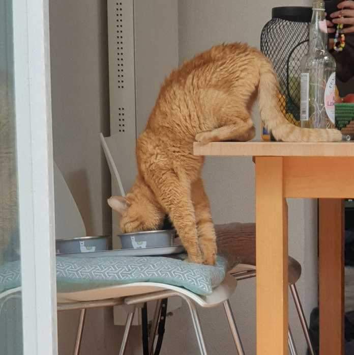 ������ ��������