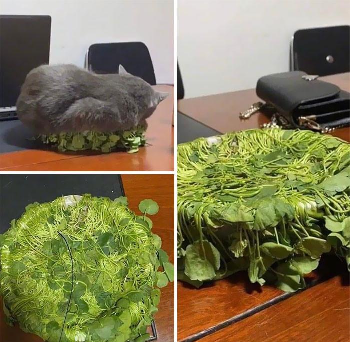 ������ ��������