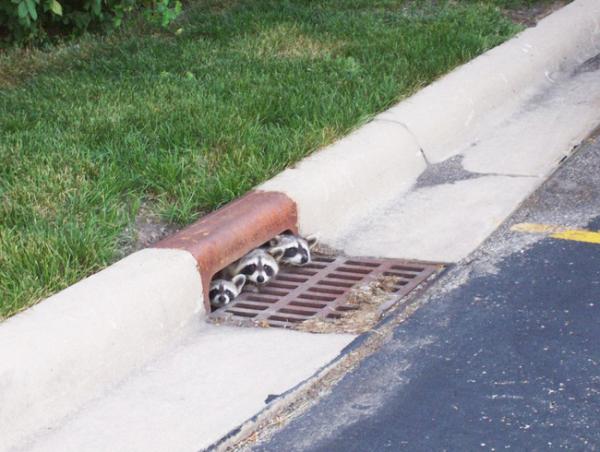 ������ ��������