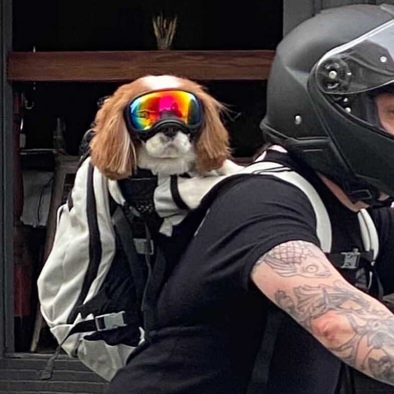 ������ ��������