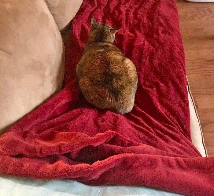 ������ ��������