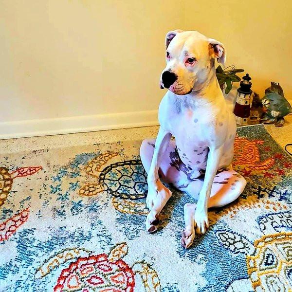 ������ ��������