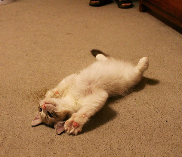 ������ ��������