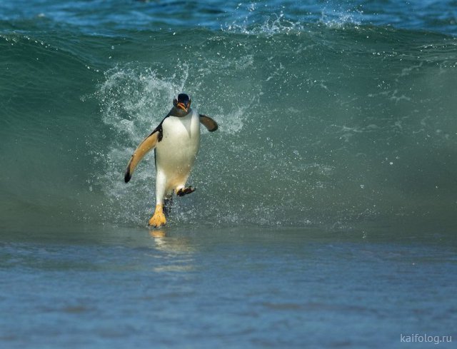 ������ ��������