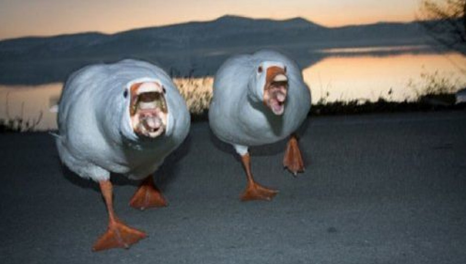 ������ ��������