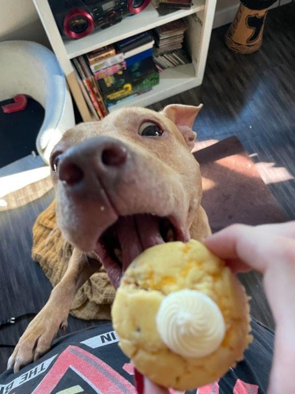 ������ ��������