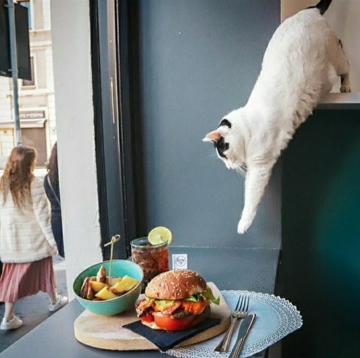 ������ ��������