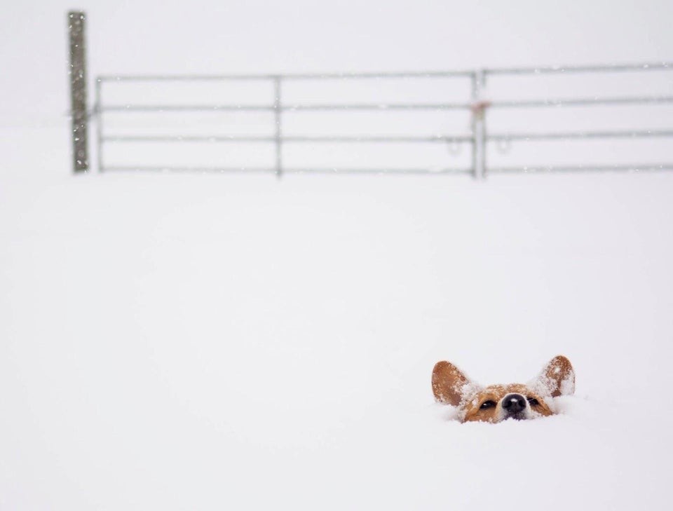 ������ ��������