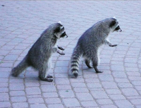 ������ ��������