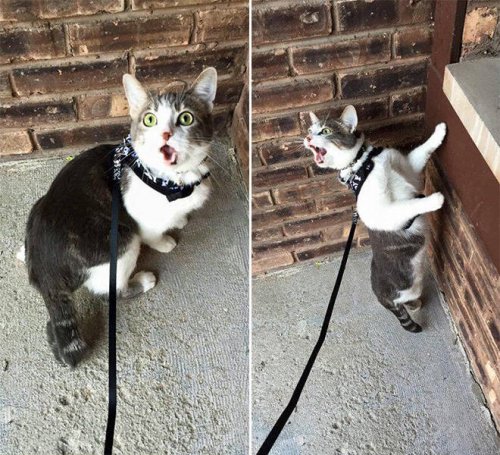 ������ ��������
