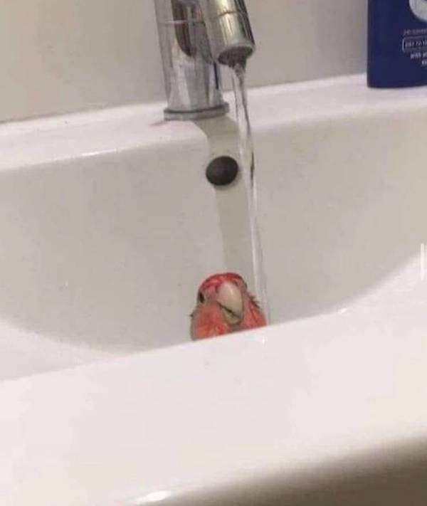������ ��������