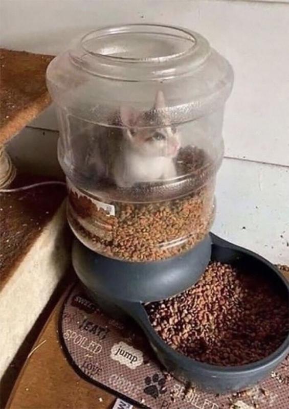 ������ ��������