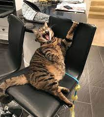 ������ ��������