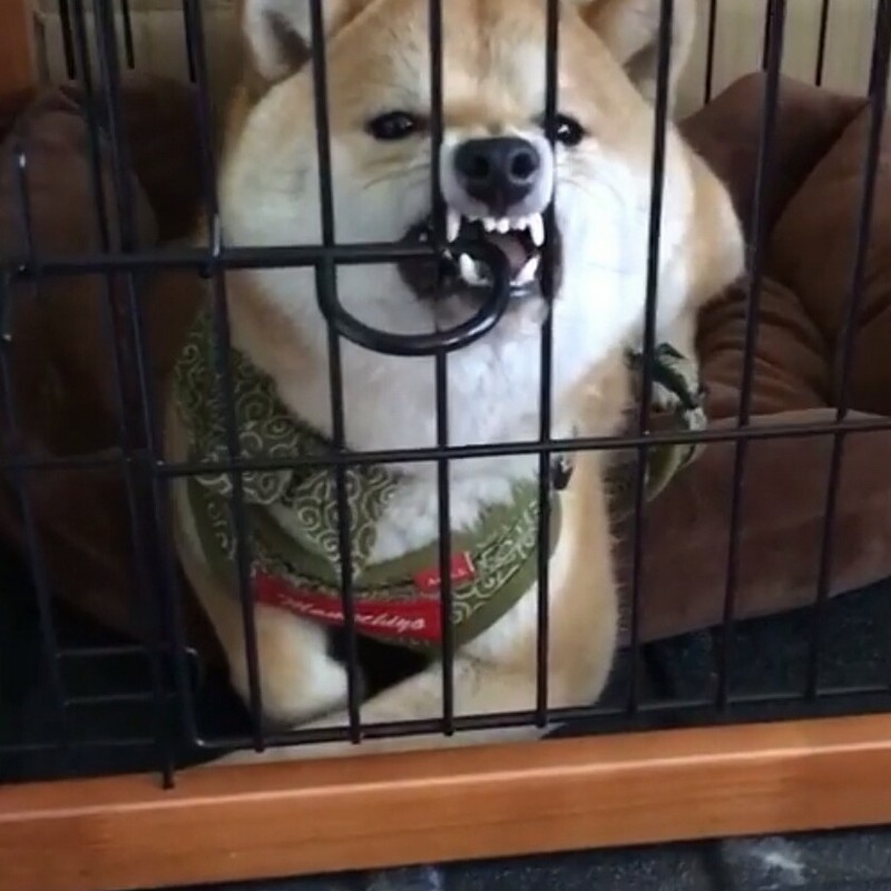 ������ ��������