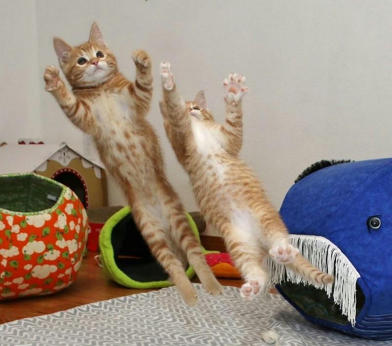 ������ ��������