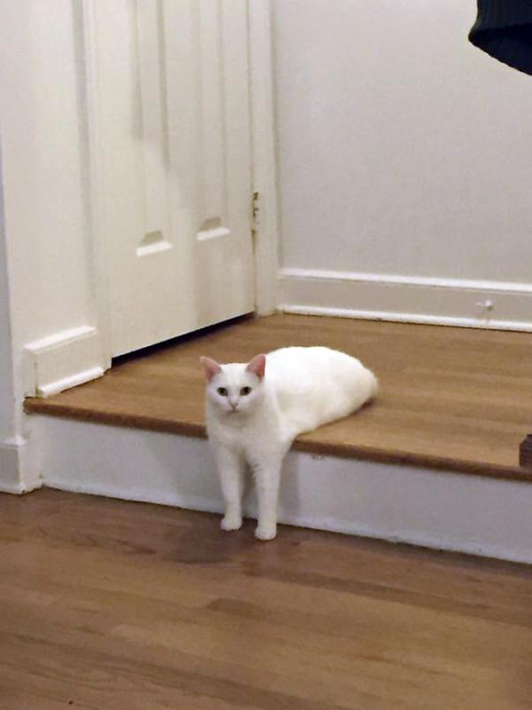 ������ ��������