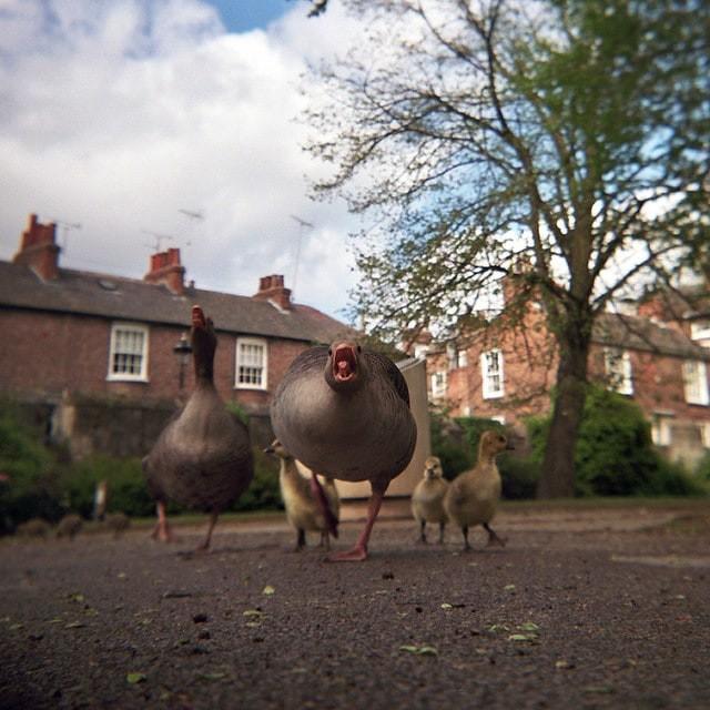 ������ ��������