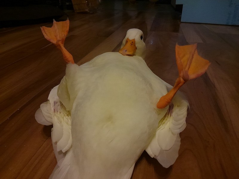 ������ ��������