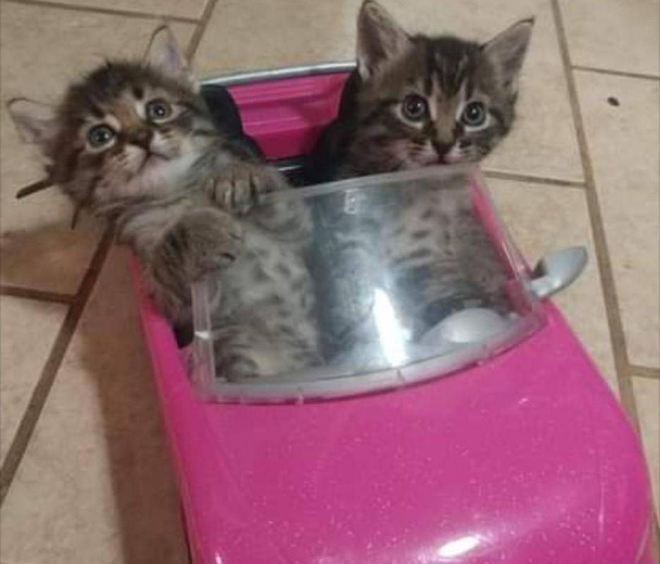 ������ ��������