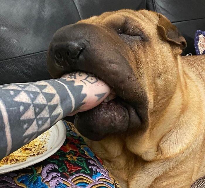 ������ ��������