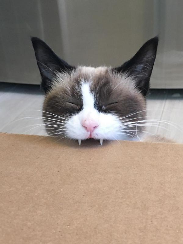 ������ ��������