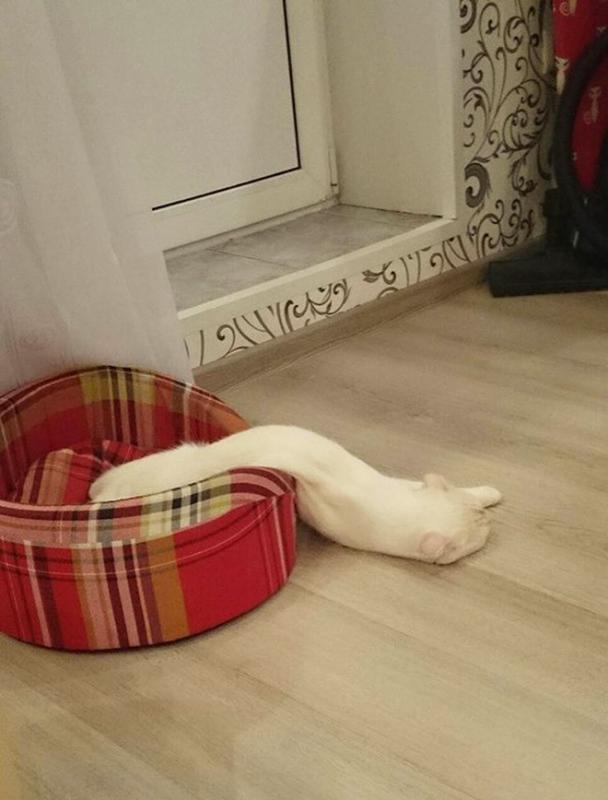 ������ ��������