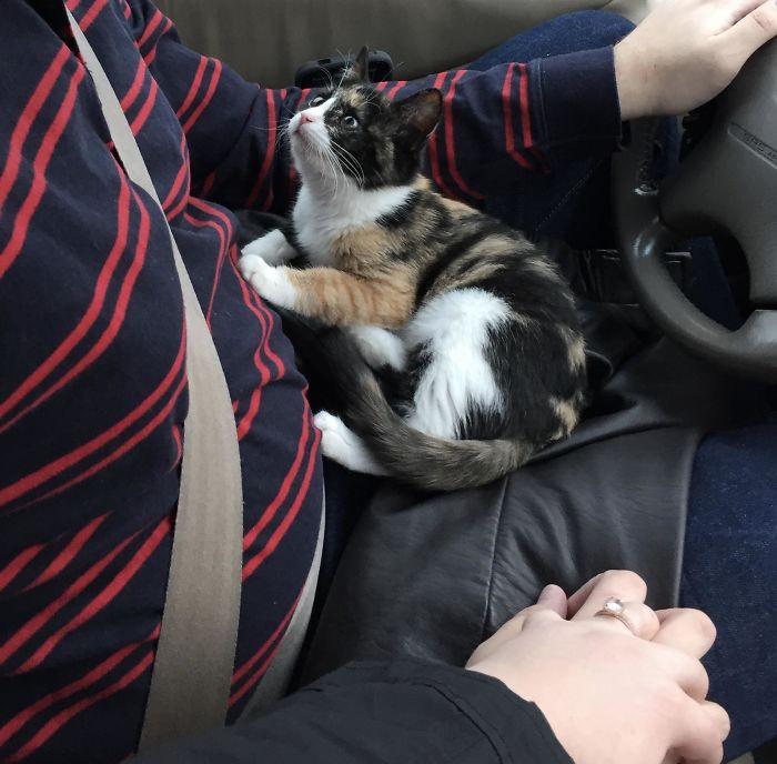 ������ ��������