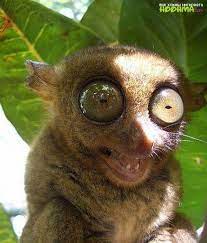 ������ ��������