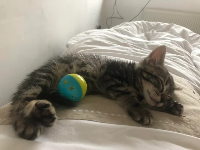 ������ ��������