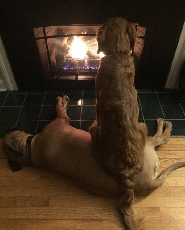 ������ ��������