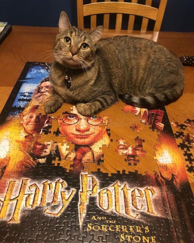 ������ ��������