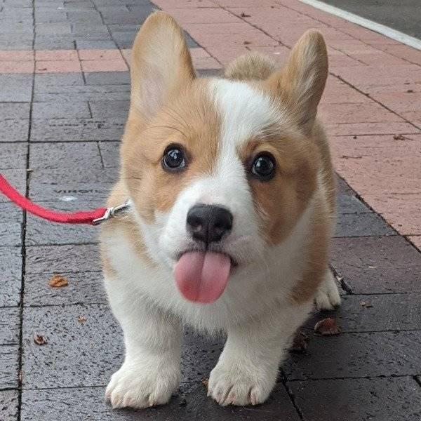 ������ ��������