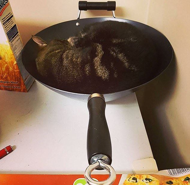������ ��������