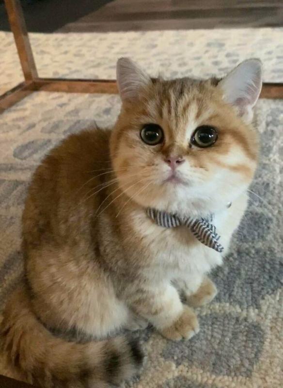 ������ ��������