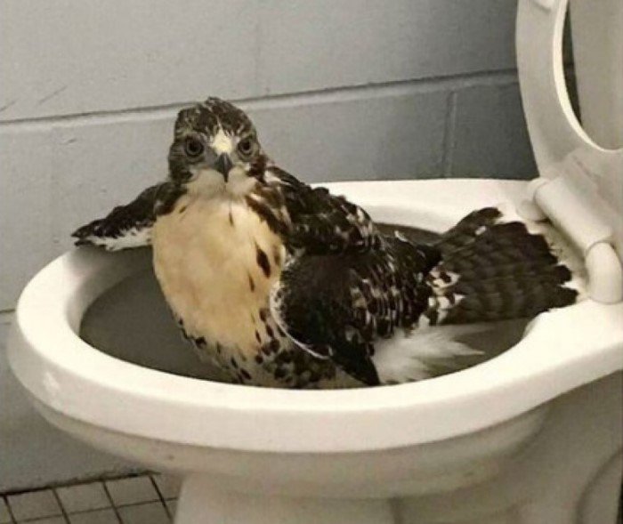 ������ ��������