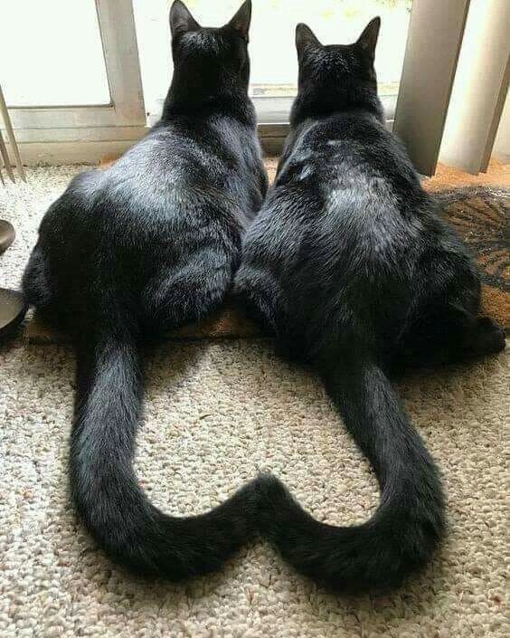 ������ ��������