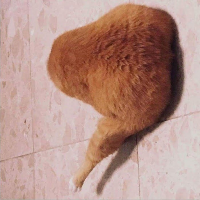 ������ ��������