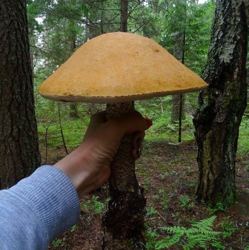 ������ ��������