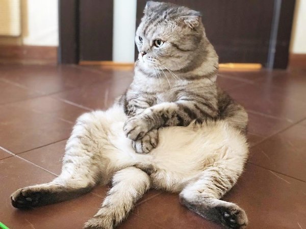 ������ ��������