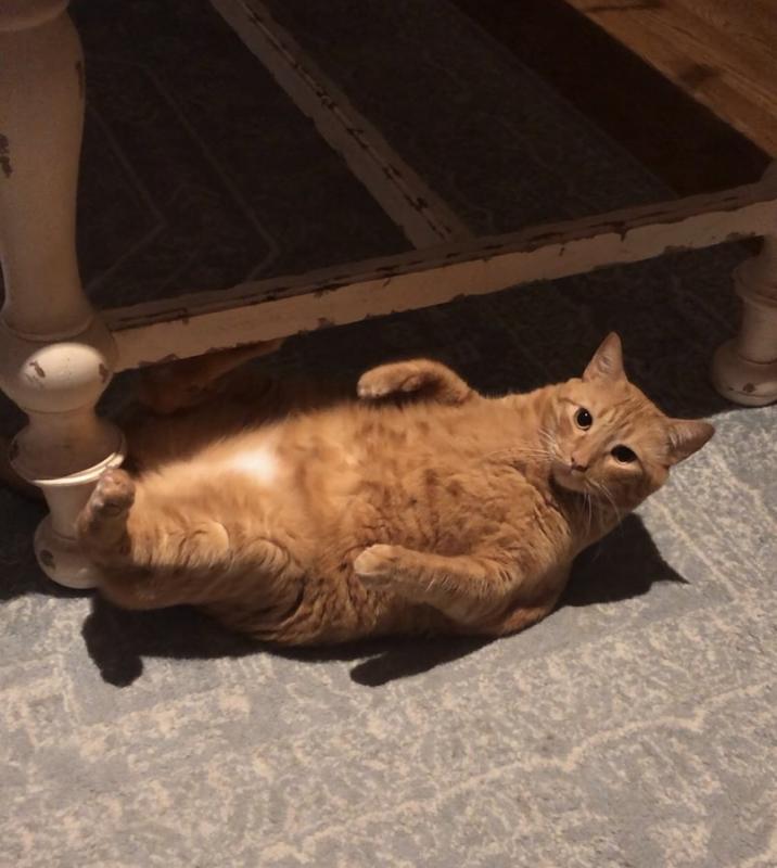 ������ ��������