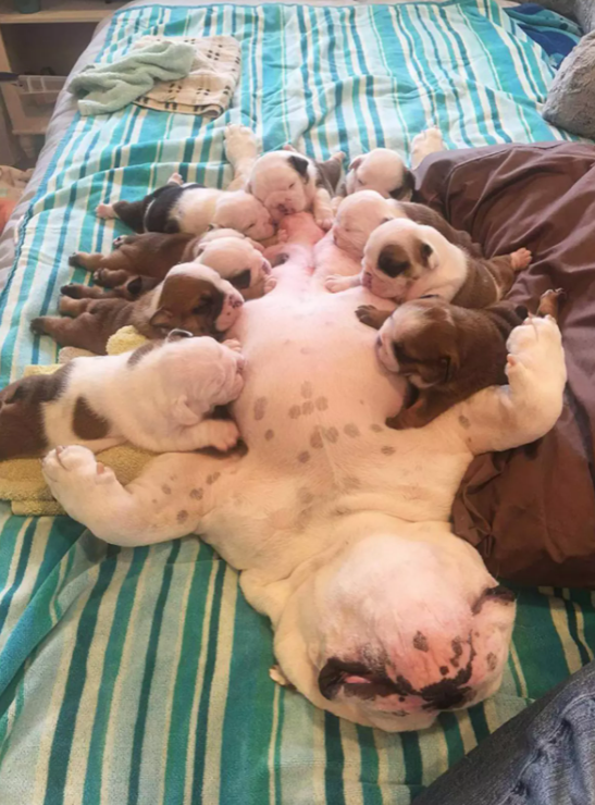 ������ ��������