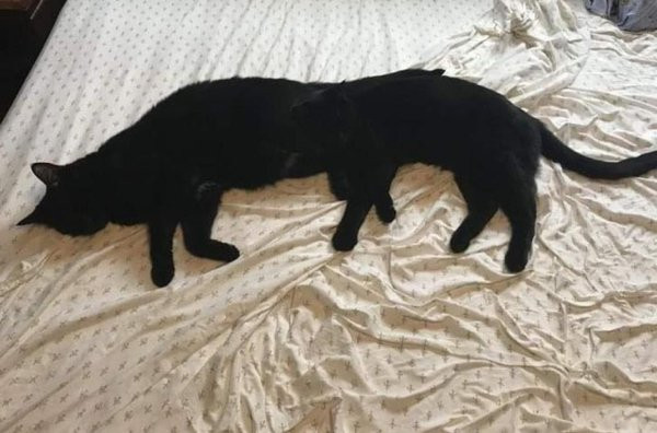 ������ ��������