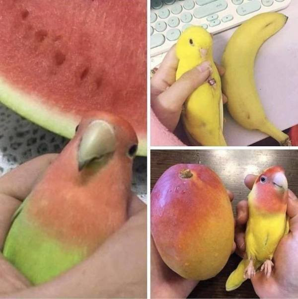������ ��������